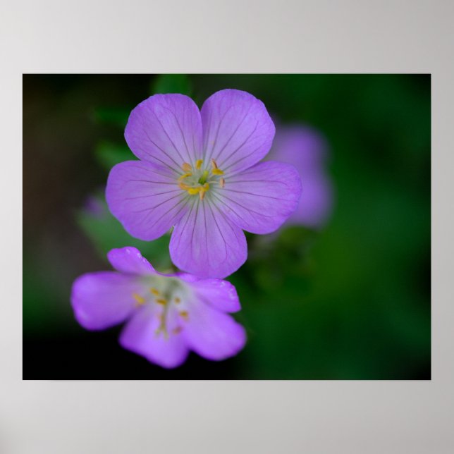 Poster de Geranium selvagem (Frente)