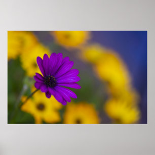 Poster de Gerbera Roxa Entre Flores Amarelas