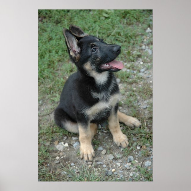Poster de german shepherd de uppy do  (Frente)