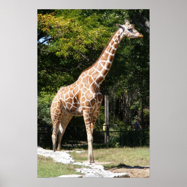 Poster de Girafa personalizável (Frente)