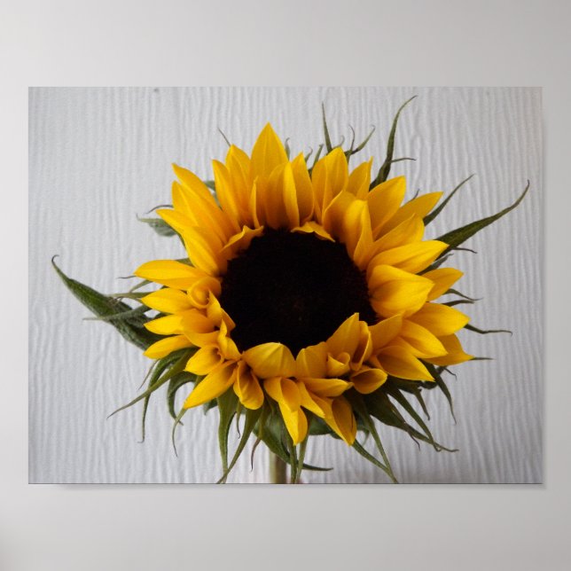 Poster de girassol (Frente)