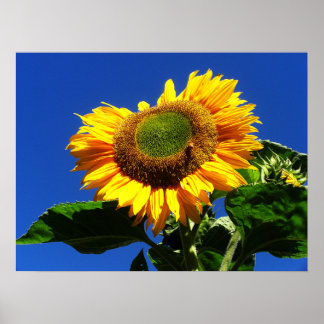 Poster de girassol verde