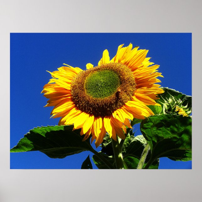 Poster de girassol verde (Frente)