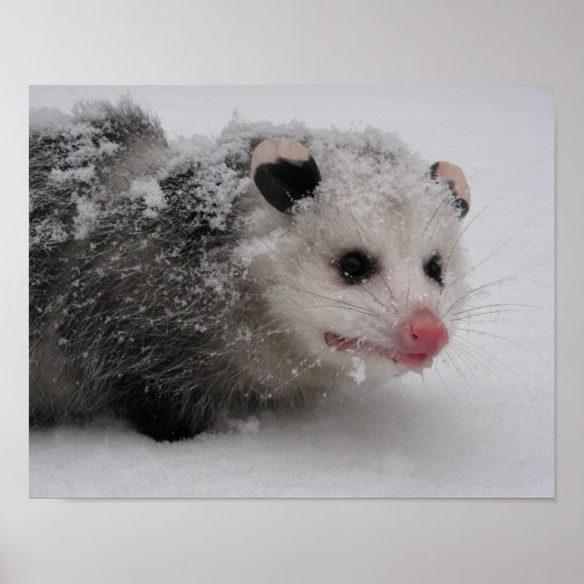 Poster de Gizmo (Frente)