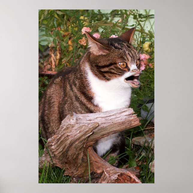 Poster de Goacat (Frente)