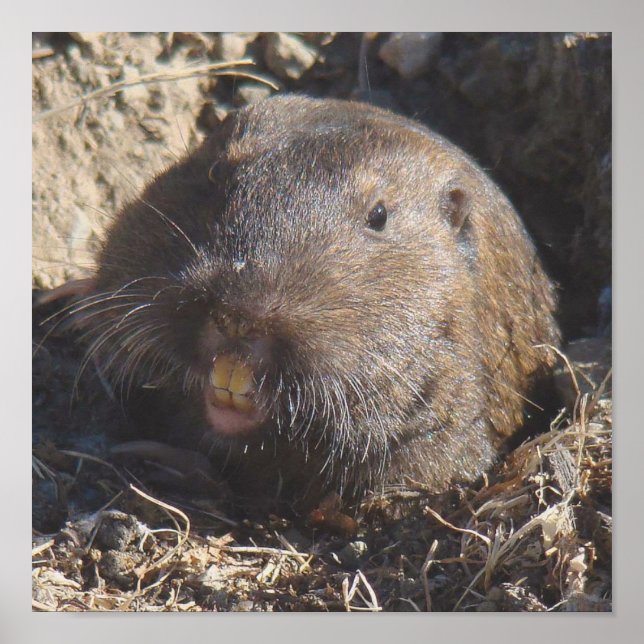 Poster de Gopher (Frente)