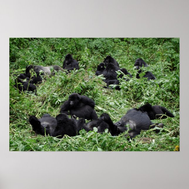 Poster de gorila de montanha (Frente)