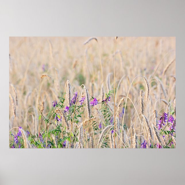 Poster de grão em crescimento (Frente)