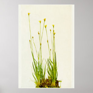 Poster de Grãos de Olho Amarelo
