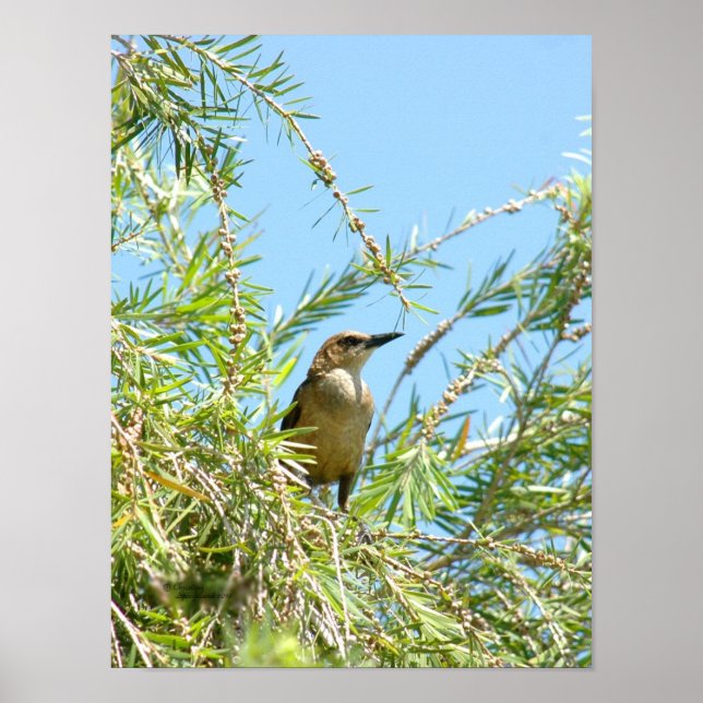 Poster de grilhão de fêmeas Blackbird (Frente)