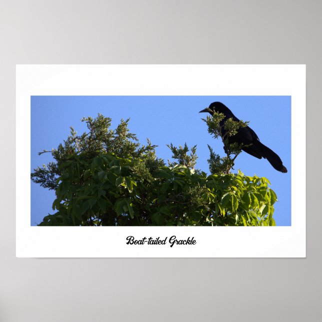 Poster de guincho com cauda de boi (Frente)