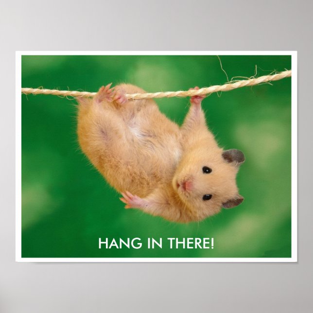Poster de Hamster Engraçado (Frente)