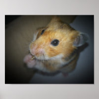 Poster de Hamster Sírio