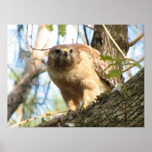 Poster de Hawk de ombros vermelhos