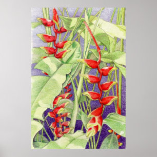 Poster de Heliconia
