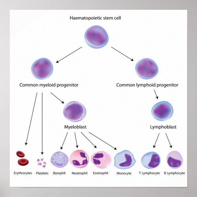 Poster de hematopoiese (Frente)