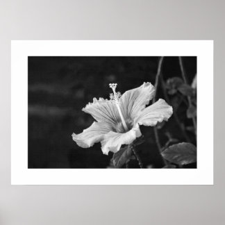 Poster de Hibiscus nº 2