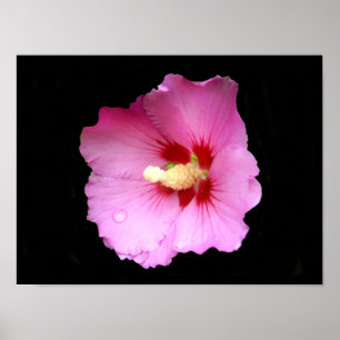 Poster de Hibiscus Rosa