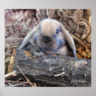 Poster de Holland Lop