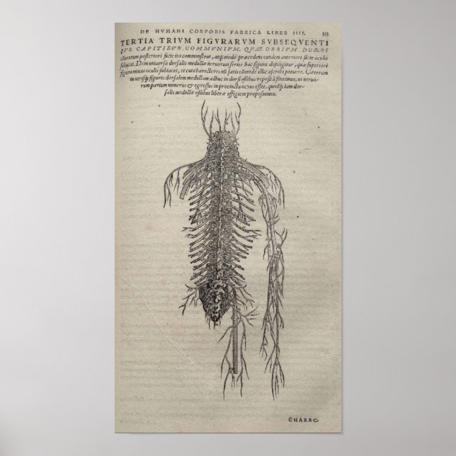 Pôster De Humani Corporis (Frente)