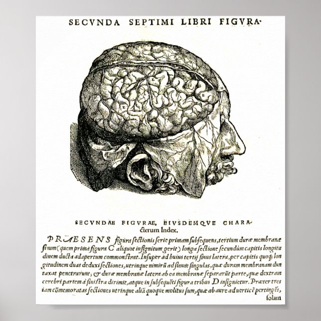 Pôster De Humani Corporis (Frente)