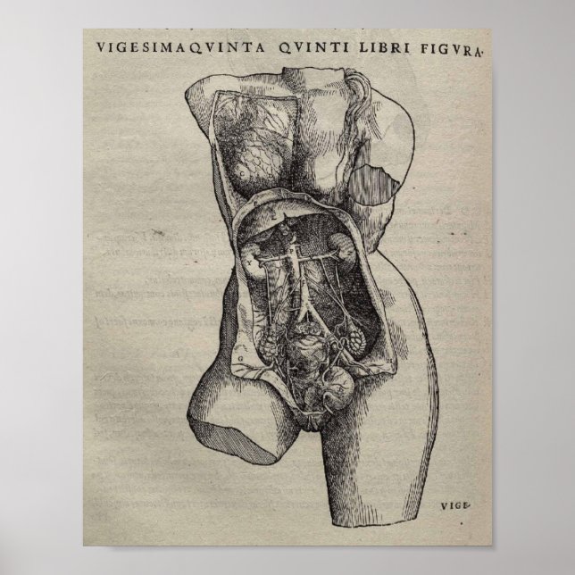 Pôster De Humani Corporis (Frente)
