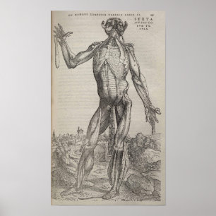 Pôster De Humani Corporis