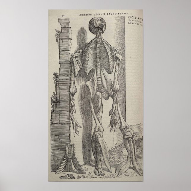 Pôster De Humani Corporis (Frente)