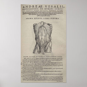 Pôster De Humani Corporis