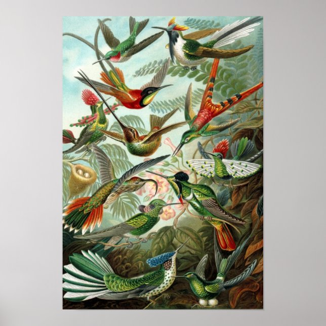 Poster de Hummingbird de Haeckel (Frente)