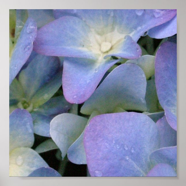Poster de Hydrangea azul (Frente)