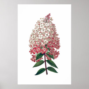 Poster de hydrangea branca rosa