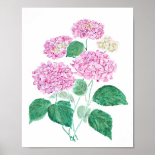 poster de hydrangea rosa
