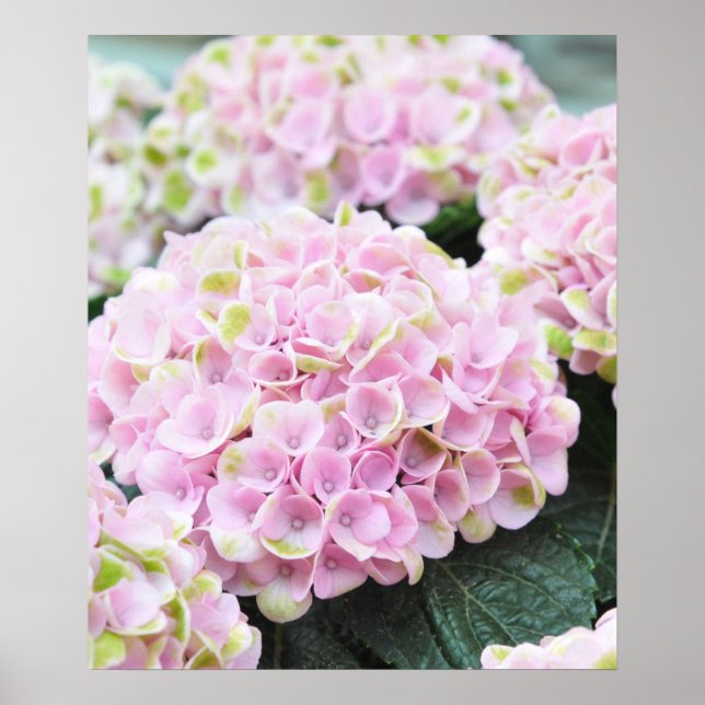 Poster de Hydrangeas Rosa (Frente)