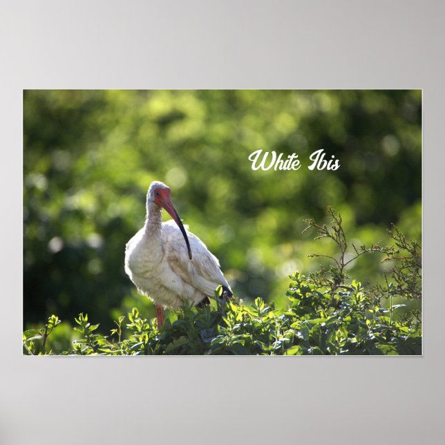 Poster De Ibis Branco (Frente)