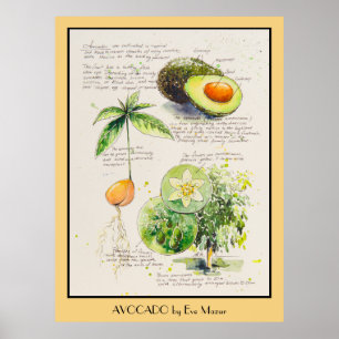 POSTER de ilustração botânica do Avocado Pintado p