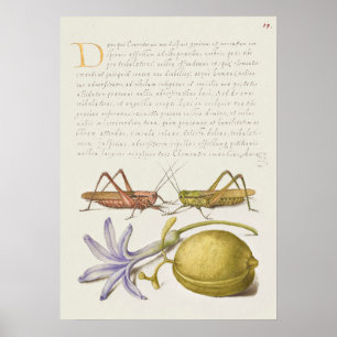 Poster de Ilustração Botânica Vintage