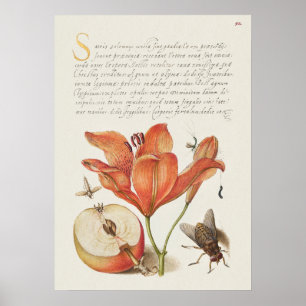 Poster de Ilustração Botânica Vintage