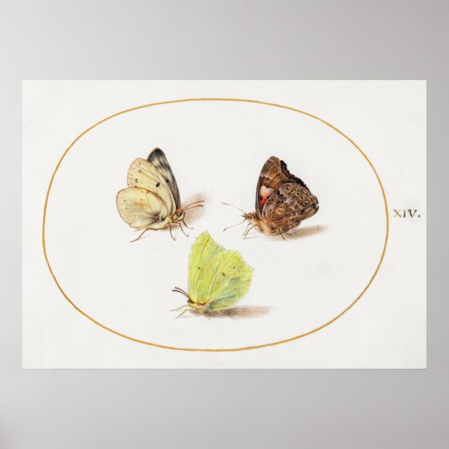 Poster de Ilustração de Borboleta (Frente)