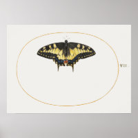 Poster de Ilustração de Borboleta