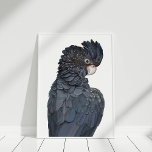 Poster de Ilustração de Cockatoo Negro Australiano<br><div class="desc">O Impressão de Poster de Cockatoo preto,  seguindo as últimas tendências em decoração doméstica,  é ideal para renovar suas paredes.</div>