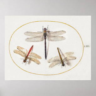 Poster de Ilustração de Dragonfly