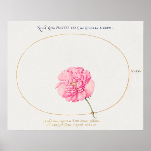 Poster de Ilustração de Flor de Vintage (Frente)