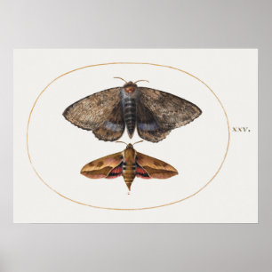 Poster de Ilustração de Insetos de Vintage