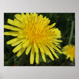 Poster de Imagem Macro Dandelion