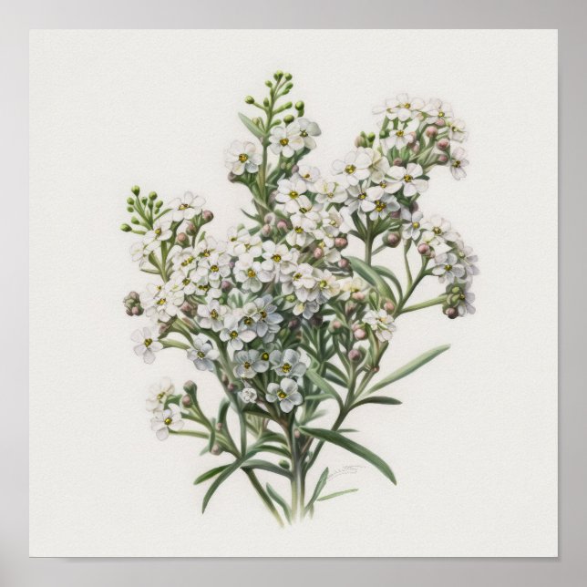 Poster de Impressão de Arte com Flor de Alyssum Br (Frente)