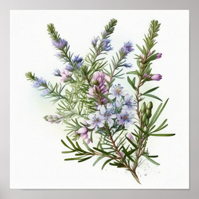 Pôster de Impressão de Arte de Flores de Alecrim A (Frente)