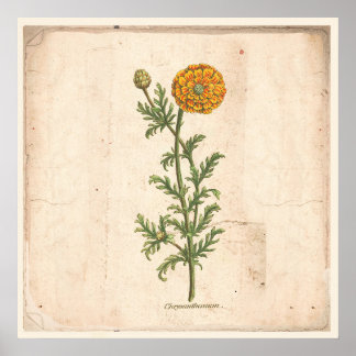 Poster de Impressão de Botânica Antiquado Chrysant