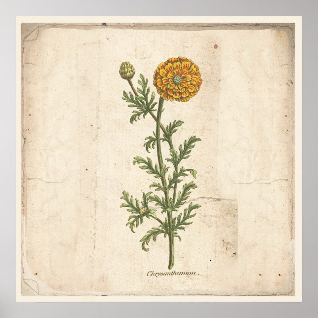 Poster de Impressão de Botânica Antiquado Chrysant (Frente)