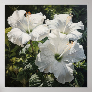 Poster de Impressão de Flor Branco Hibiscus
